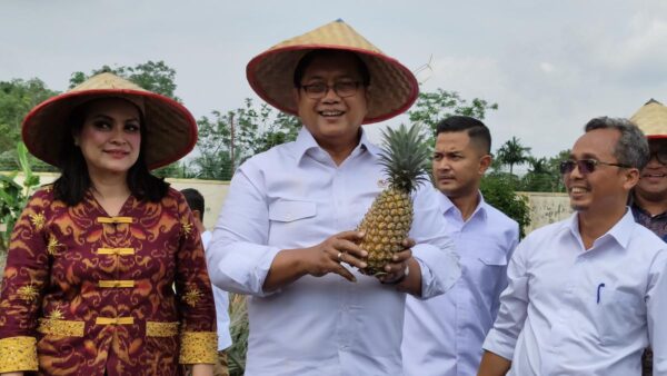 Nanas Moris Jadi Unggulan Ekonomi Kawasan Transmigrasi
