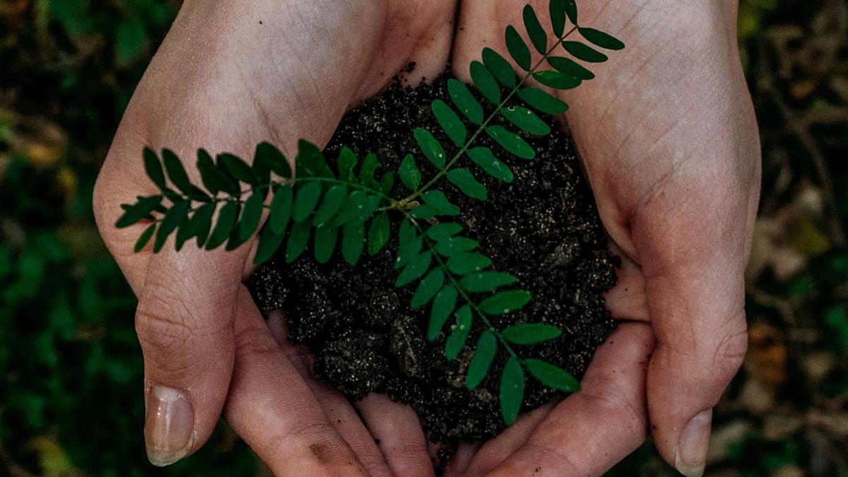 ULM Tanam Bibit Pohon Khas Kalsel di IKN Dukung Pembangunan Hijau