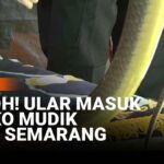 Ular 1,5 Meter Muncul di Posko Mudik Tol Kalikangkung Semarang