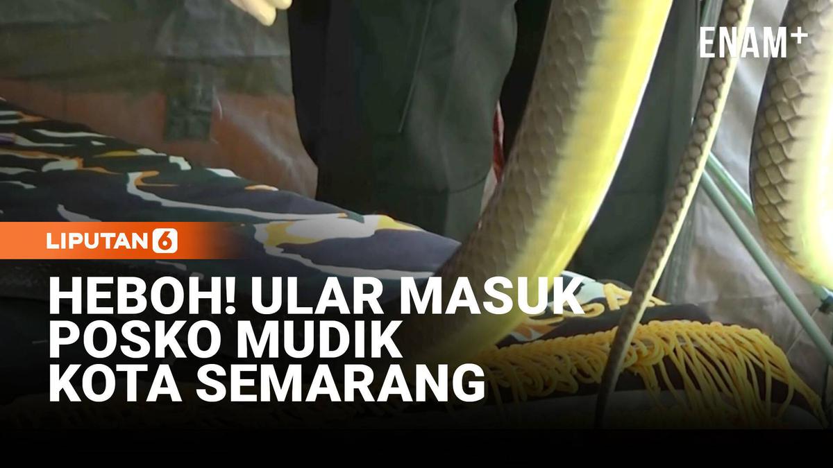 Ular 1,5 Meter Muncul di Posko Mudik Tol Kalikangkung Semarang