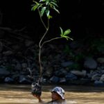 PTPN Group Tanam 142.400 Pohon untuk Lingkungan