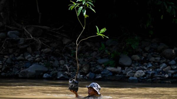 PTPN Group Tanam 142.400 Pohon untuk Lingkungan